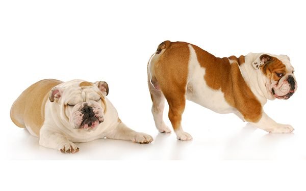Decoding Dog Gas &mdash; When Is It a Problem?