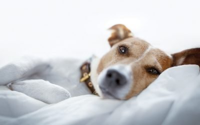My Dog Stares at Me — Is That Normal?