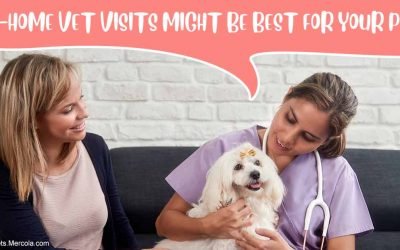 Pros and Cons to This New Trend in Veterinary Medicine