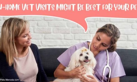 Pros and Cons to This New Trend in Veterinary Medicine