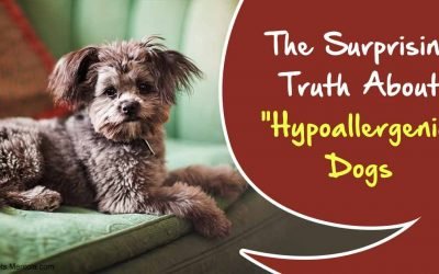 The Best Dogs for Allergy Sufferers