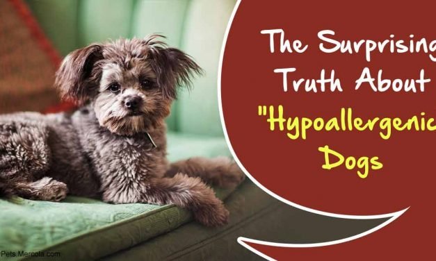 The Best Dogs for Allergy Sufferers