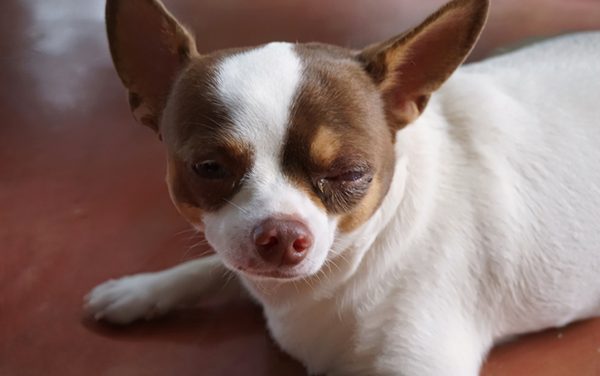 Dog Eye Discharge &mdash; What&rsquo;s Normal and What&rsquo;s Not