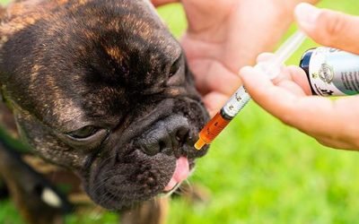 Best CBD oil for dogs, according to reviews from pet parents