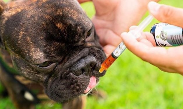 Best CBD oil for dogs, according to reviews from pet parents