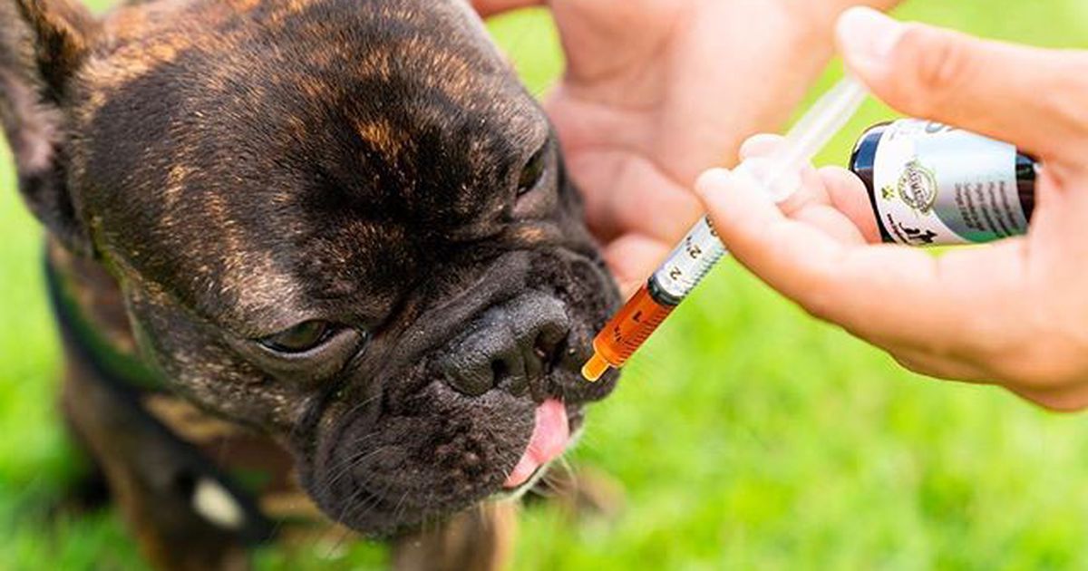 Best CBD oil for dogs, according to reviews from pet parents