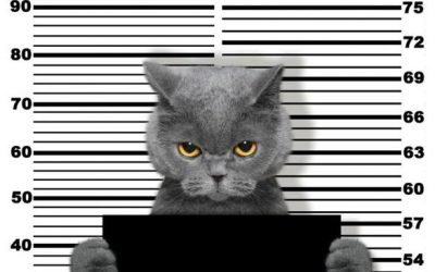 When bad pets happen to good people