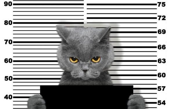 When bad pets happen to good people