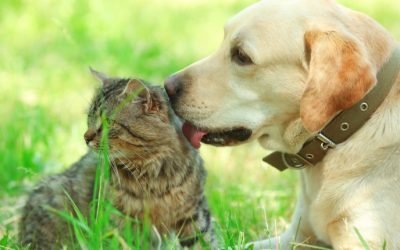 Pet owners want to be masters, not servants – which is why we value dogs more than cats