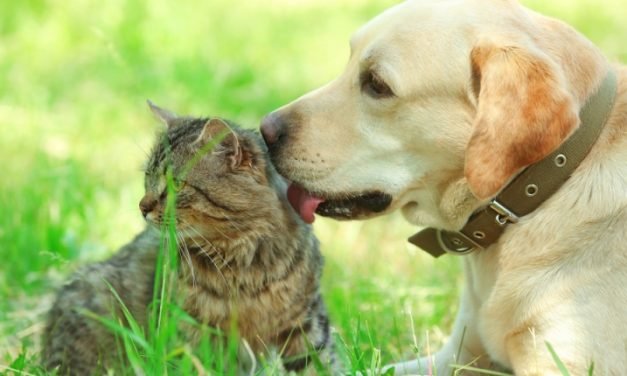 Pet owners want to be masters, not servants &ndash; which is why we value dogs more than cats