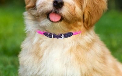 #havanesepuppy