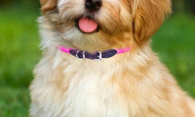 #havanesepuppy