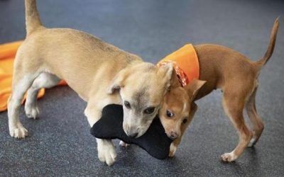 From medications to toys, it&rsquo;s time to spring clean for your pets