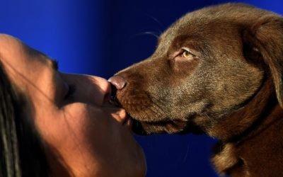 Pet owners want to be masters, not servants &ndash; which is why we value dogs more than cats