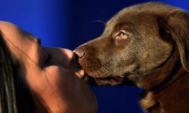 Pet owners want to be masters, not servants &ndash; which is why we value dogs more than cats