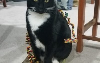 Your Afternoon Animal Fix – AdoPtville