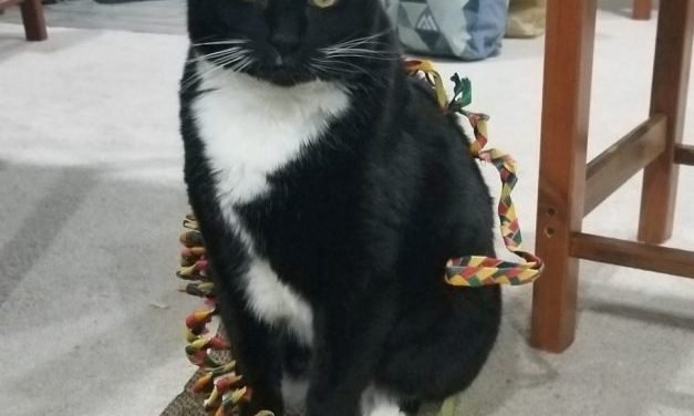 Your Afternoon Animal Fix &ndash; AdoPtville