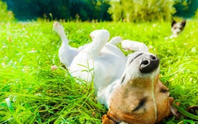 Sponsored: Grooming, medication, toys: It’s time to spring clean — your pets