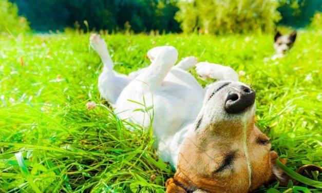 Sponsored: Grooming, medication, toys: It&rsquo;s time to spring clean &mdash; your pets