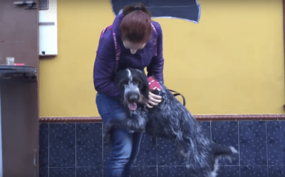 You Won’t Believe How Happy This Pup Is After Being Dumped in the Trash