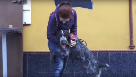 You Won’t Believe How Happy This Pup Is After Being Dumped in the Trash