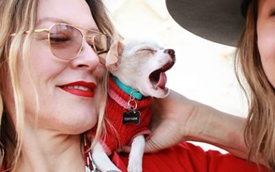 This Brave Chihuahua Pup Literally Fell from the Sky