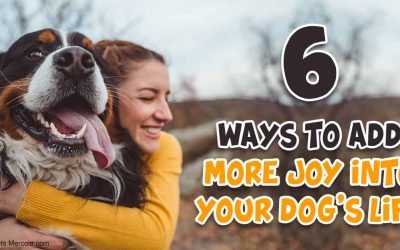 6 Ways to Fill Your Dog’s Life With Joy