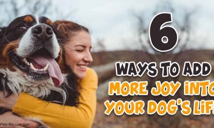 6 Ways to Fill Your Dog’s Life With Joy