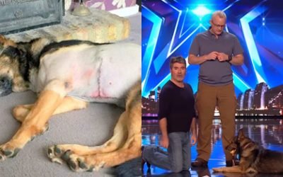 Stabbed Police Dog Reveals Unbelievable Skill on Britain&rsquo;s Got Talent