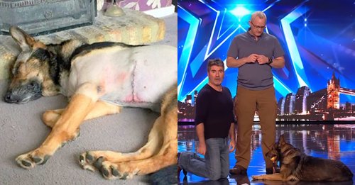 Stabbed Police Dog Reveals Unbelievable Skill on Britain’s Got Talent