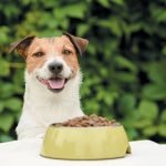 Oregano Oil for Dogs: What to Know