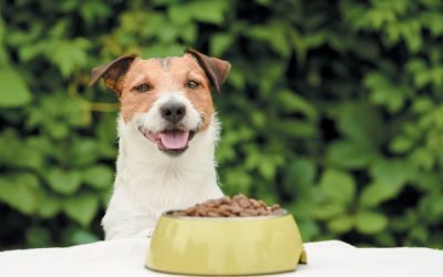 Oregano Oil for Dogs: What to Know