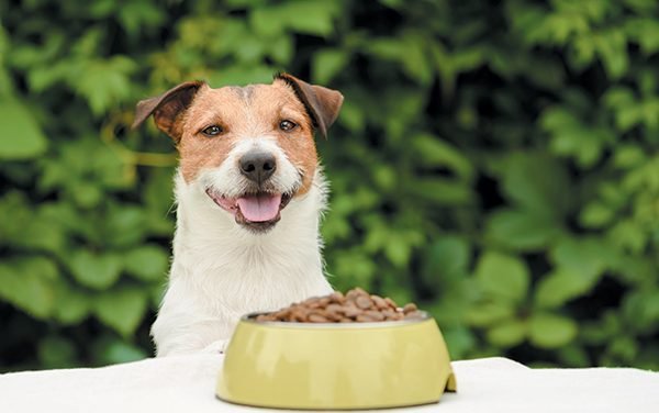 Oregano Oil for Dogs: What to Know