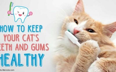 Up to 80% of Cats Suffer This Permanent Condition by Age 3, Does Yours?