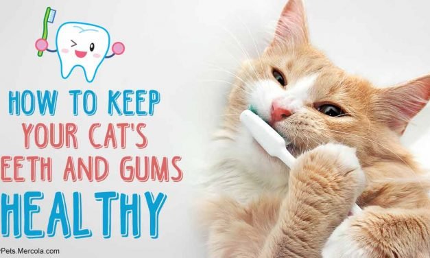 Up to 80% of Cats Suffer This Permanent Condition by Age 3, Does Yours?