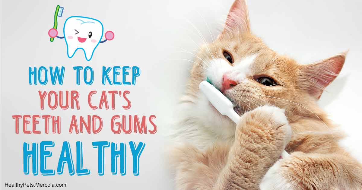 Up to 80% of Cats Suffer This Permanent Condition by Age 3, Does Yours?