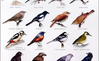 bird chart