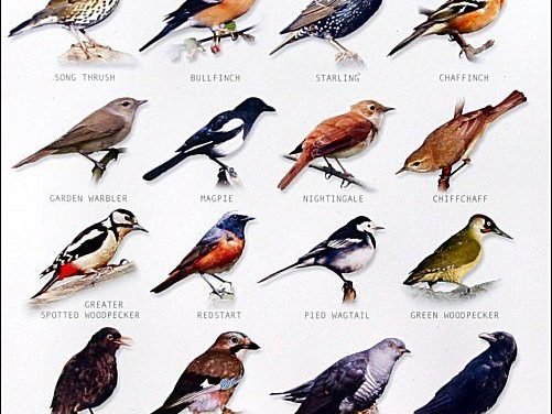 bird chart