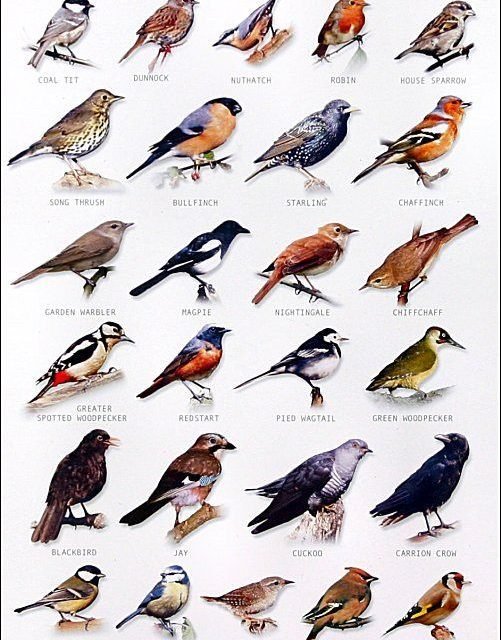bird chart