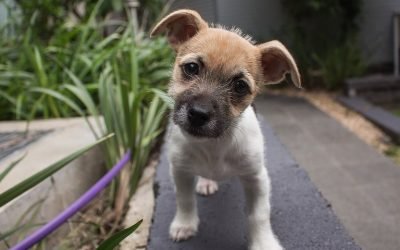 11 tips for bringing home a new pet