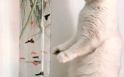 #cute #animal #dog #lion #cats #birds #cutness