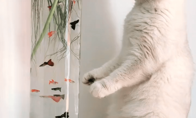 #cute #animal #dog #lion #cats #birds #cutness