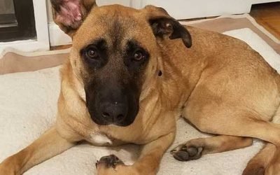 Your Afternoon Animal Fix – AdoPtville