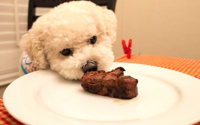 Should Your Dog Try the Keto Diet Too? An Expert Weighs in on Trendy Human Diets for Pets