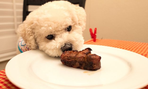 Should Your Dog Try the Keto Diet Too? An Expert Weighs in on Trendy Human Diets for Pets