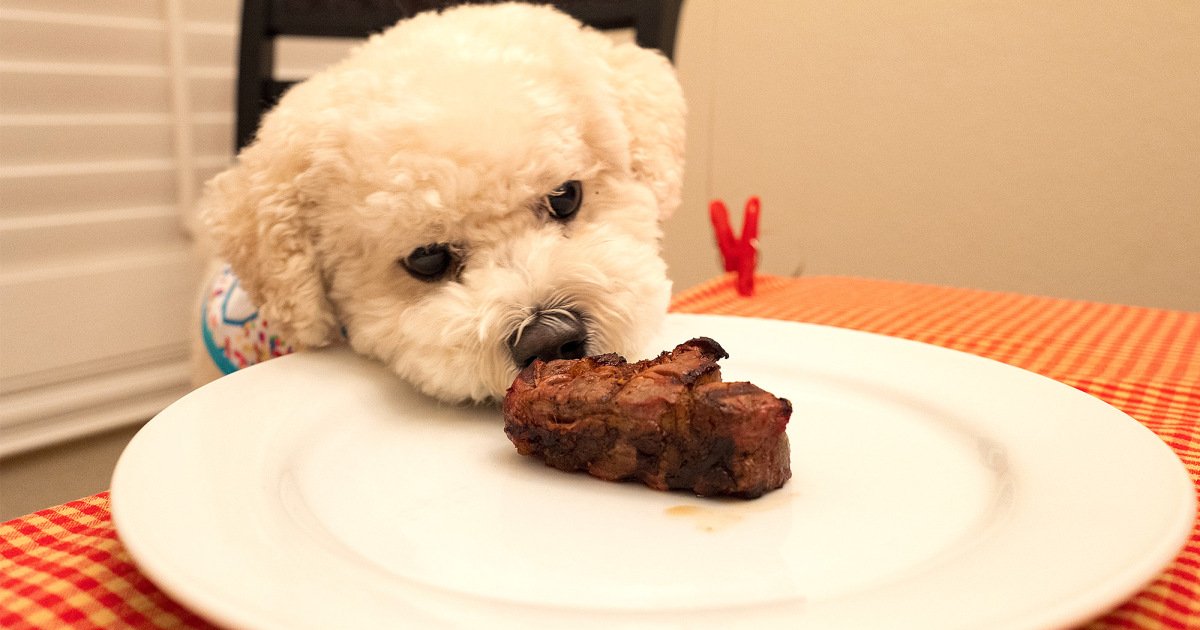 Should Your Dog Try the Keto Diet Too? An Expert Weighs in on Trendy Human Diets for Pets