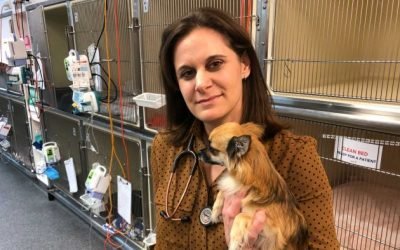 Knickers and nappies &mdash; what dogs eat when you're not looking