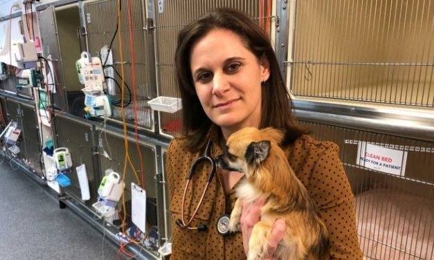 Knickers and nappies &mdash; what dogs eat when you're not looking