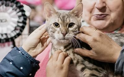What does it take to be a top cat at the feline answer to Crufts?