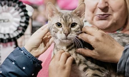 What does it take to be a top cat at the feline answer to Crufts?